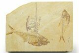 Plate of Three Fossil Fish (Diplomystus) - Wyoming #363851-1